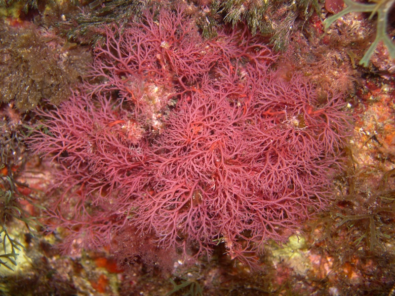 da determinare (Plocamium cfr cartilagineum)
